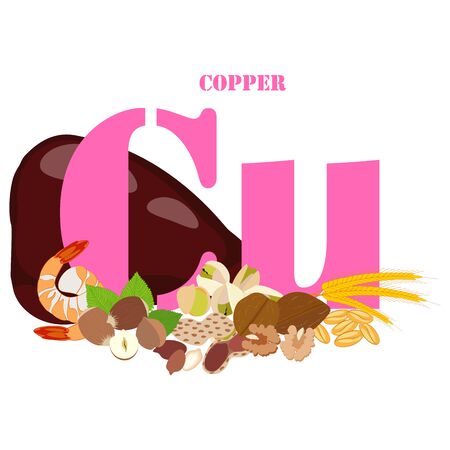 Copper rich foods illustration on the white background. Vector illustrationのイラスト素材