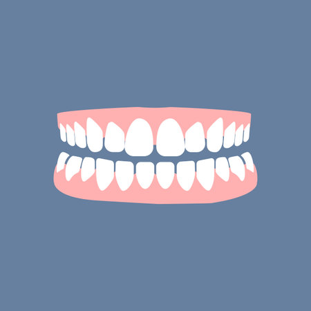 Teeth and gums vector illustration on the blue background. Vector illustration