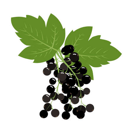 Black currant fresh farm organic sweet juicy berry vector illustrationのイラスト素材