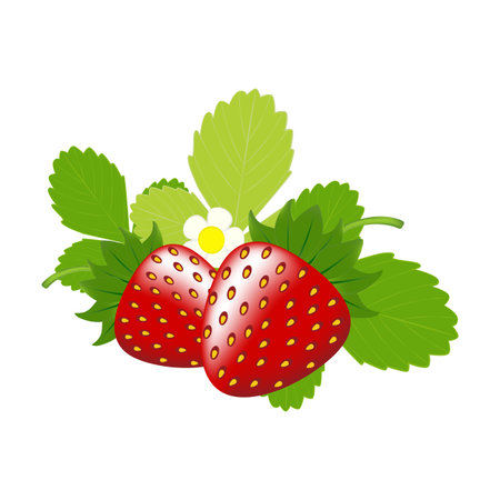 Strawberry fresh farm organic sweet juicy berry vector illustrationのイラスト素材