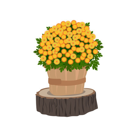 Chrysanthemum bush in wooden pot. Autumn decor vector illustrationのイラスト素材