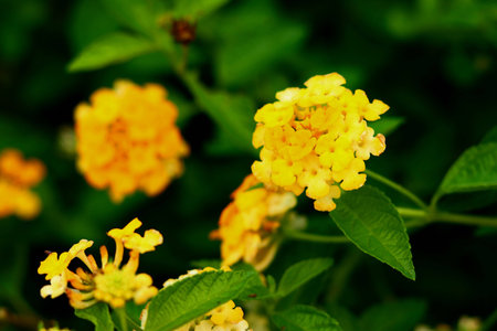 The Yellow Flowers in The Park