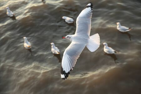 top view flying seagulls in oceanの写真素材