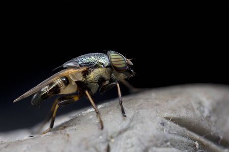 close up flyの写真素材