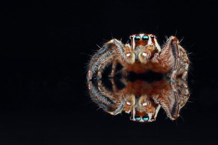 jumping spider on black backgroundの写真素材