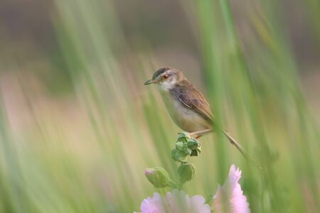 close up cute bird with flowers in natureの写真素材