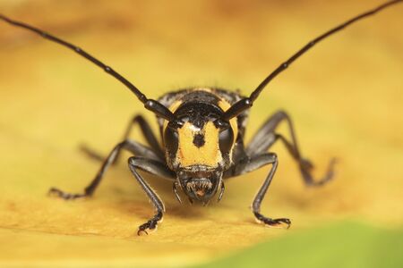 Long horned Beetle on yellow leafの写真素材