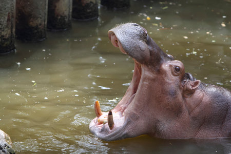 hippopotamus opening mouth