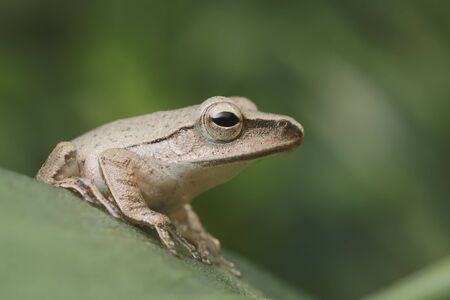 close up brown frog on green leafの写真素材