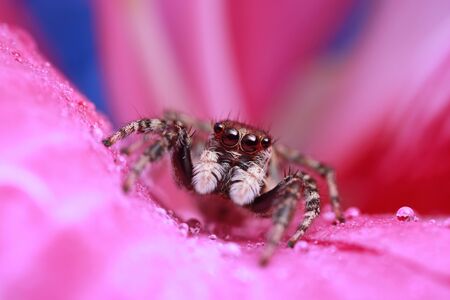 jumping spider and water drop on pink flower in natureの写真素材
