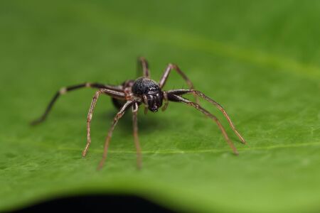 spider on green leaf in natureの写真素材