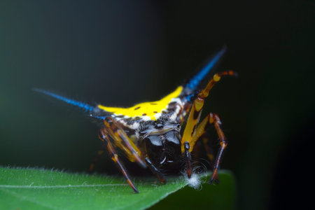 Hasselt's Spiny Spider on green leafの写真素材