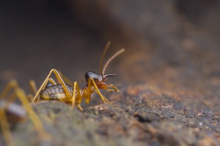 closeup worker termite on the groundの写真素材