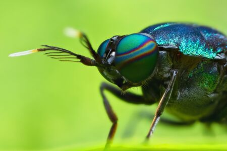 extreme magnified soldier fly head and eyesの写真素材