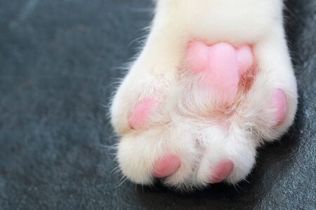 close up image of cute cat paw closeup imageの写真素材