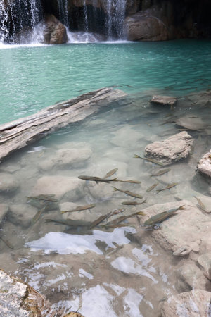 fish in waterfallの写真素材