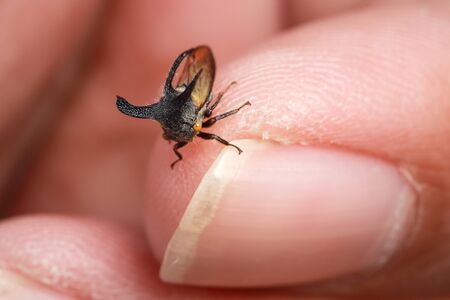macro image of plant louse on human finger with yellow and green background in natureの写真素材