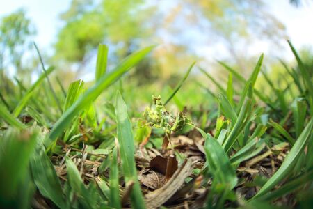 green grass blur image as abstract background with green mantisの写真素材