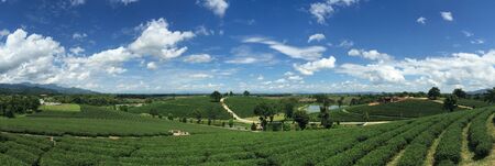 Panoramic beautiful mountain landscape of tea plantations with clear blue sky in nature green treesの写真素材