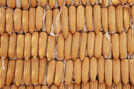 top view image of dry corn using for backgroundの写真素材