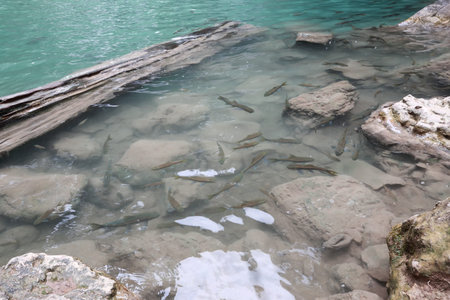 fish in waterfall