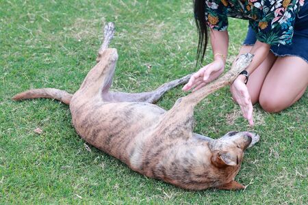 portrait of beautiful woman hand playing with cute dog on green grassの写真素材