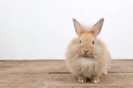 cute brown easter bunny rabbit on wood and white backgroundの写真素材