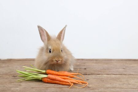 cute brown easter bunny rabbit on wood with carrots and white backgroundの写真素材