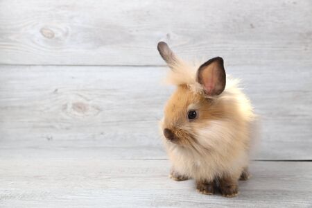 beautiful brown bunny rabbit on wood backgroundの写真素材