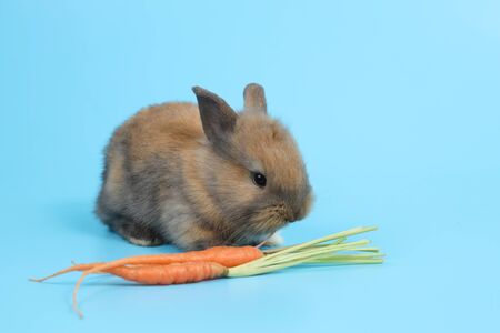 young cute brown easter bunny rabbit with carrots on blue backgroundの写真素材