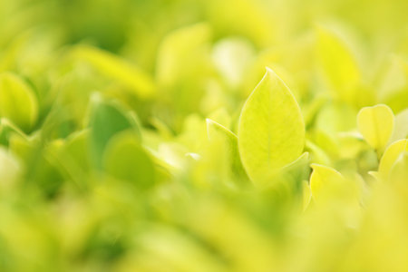 closeup green leaf in nature with sunlight