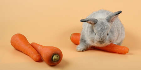 baby cute brown easter bunny rabbit eatting carrots on orange backgroundの写真素材