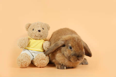beautiful brown bunny rabbit with cute bear doll on orange backgroundの写真素材