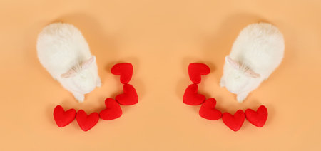 top view two baby and beautiful white bunny rabbit with red heart symbol on orange background