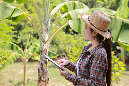 Asian agronomist or woman farmer reading report and inspecting growing crops data from tablet for increasing productivity in agriculture field, modern smart farming with technology conceptの写真素材