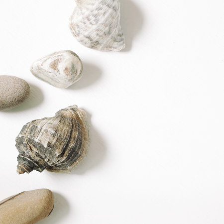 sea conch shells and marine stone Isolated on white background. flat layの写真素材
