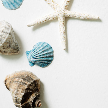 Shellfish and starfish on white background, summer marine decoration