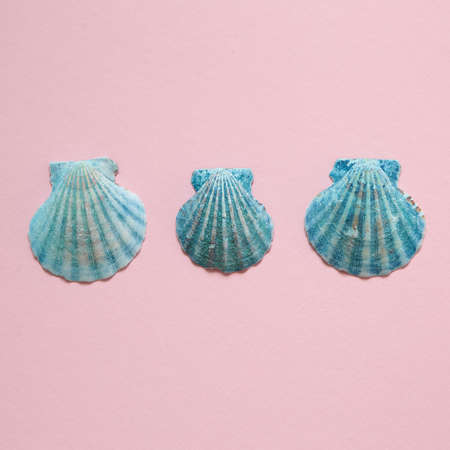 Blue color seashell on pink backgroundの写真素材