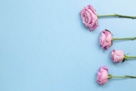 Pink purple rose flowers on sky blue background. Floral composition, flat lay, top view, copy spaceの写真素材