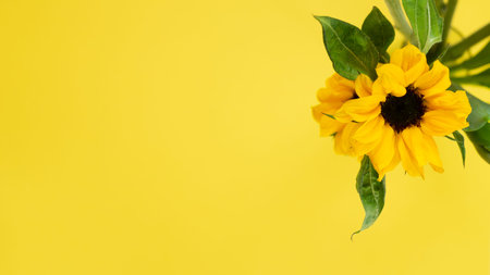 Yellow sunflowers on yellow background. Floral composition, top view, copy space