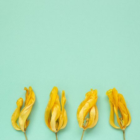 Yellow dry tulip flowers on mint green background. Floral composition, flat lay, top view, copy spaceの写真素材