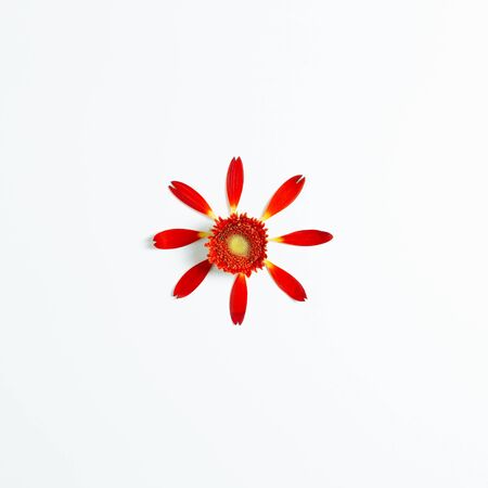 Red gerbera flower on white background. Floral composition, flat lay, top view, copy spaceの写真素材