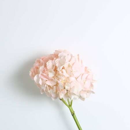 Fresh pink hydrangea flower on white background. Floral composition, top view, copy spaceの写真素材