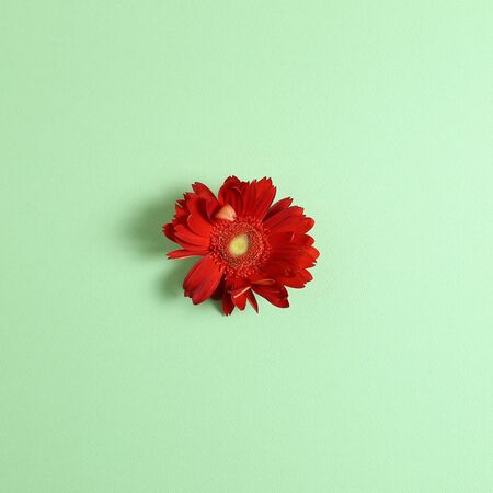 Red gerbera flower on green background. Floral composition, flat lay, top view, copy spaceの写真素材