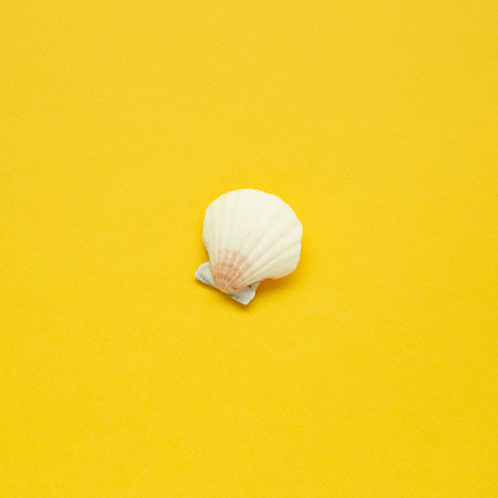 Seashell isolated on yellow background. Summer marine decoration. flat lay, top view, copy space