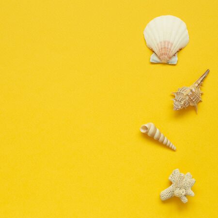 Seashells isolated on yellow background. Summer marine decoration. flat lay, top view, copy spaceの写真素材