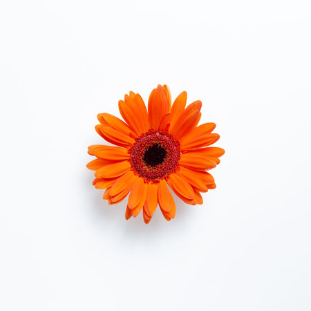 Orange gerbera daisy flower on white background. Floral composition, flat lay, top view, copy spaceの写真素材