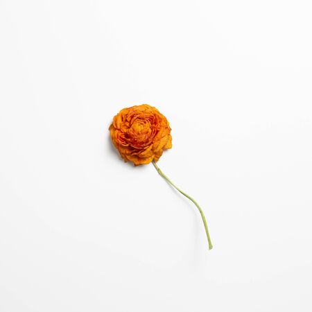 Dry orange ranunculus flower on white background. Floral composition, flat lay, top view, copy spaceの写真素材