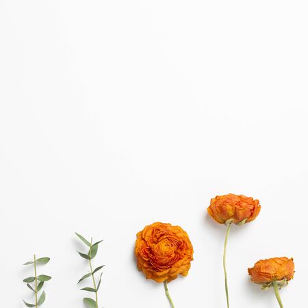 Dry orange ranunculus flowers and eucalyptus leaves on white background. Floral composition, flat lay, top view, copy spaceの写真素材