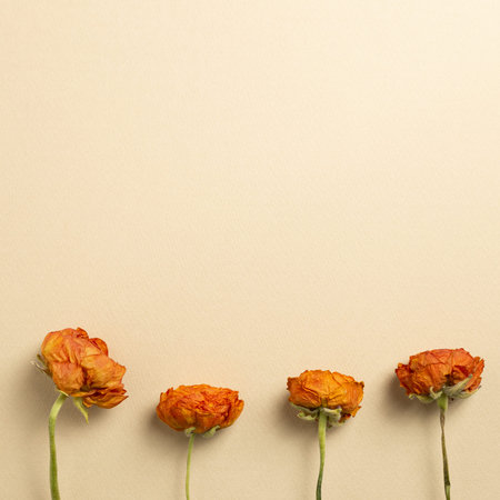 Dry orange ranunculus flowers on beige background. flat lay, top view, copy space